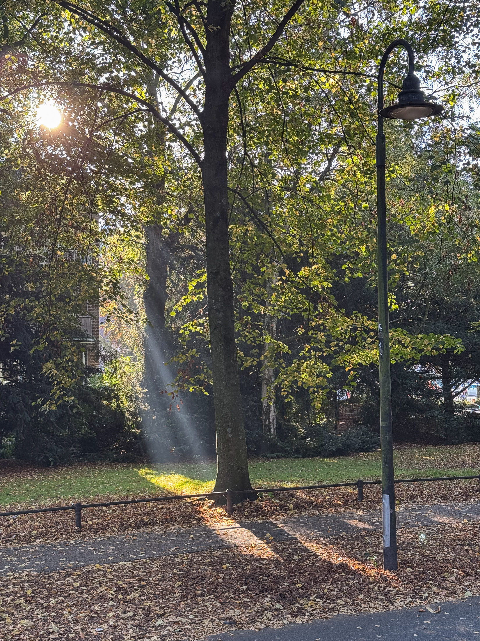 Sonnenstrahlen zwischen Bäumen neben einer geschwungenen Straßenlaterne